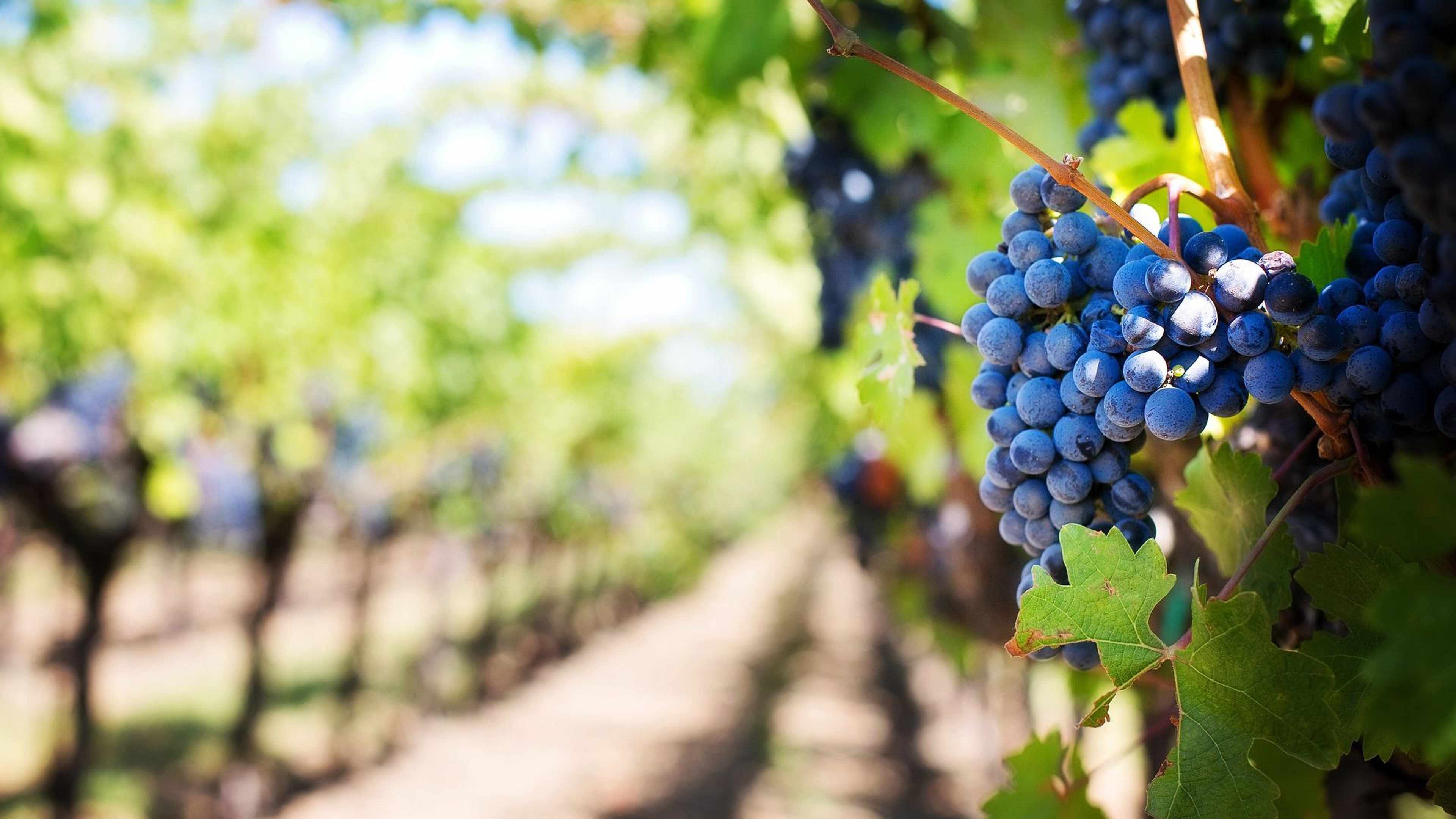 /2022/10/agriculture-rapport-senat