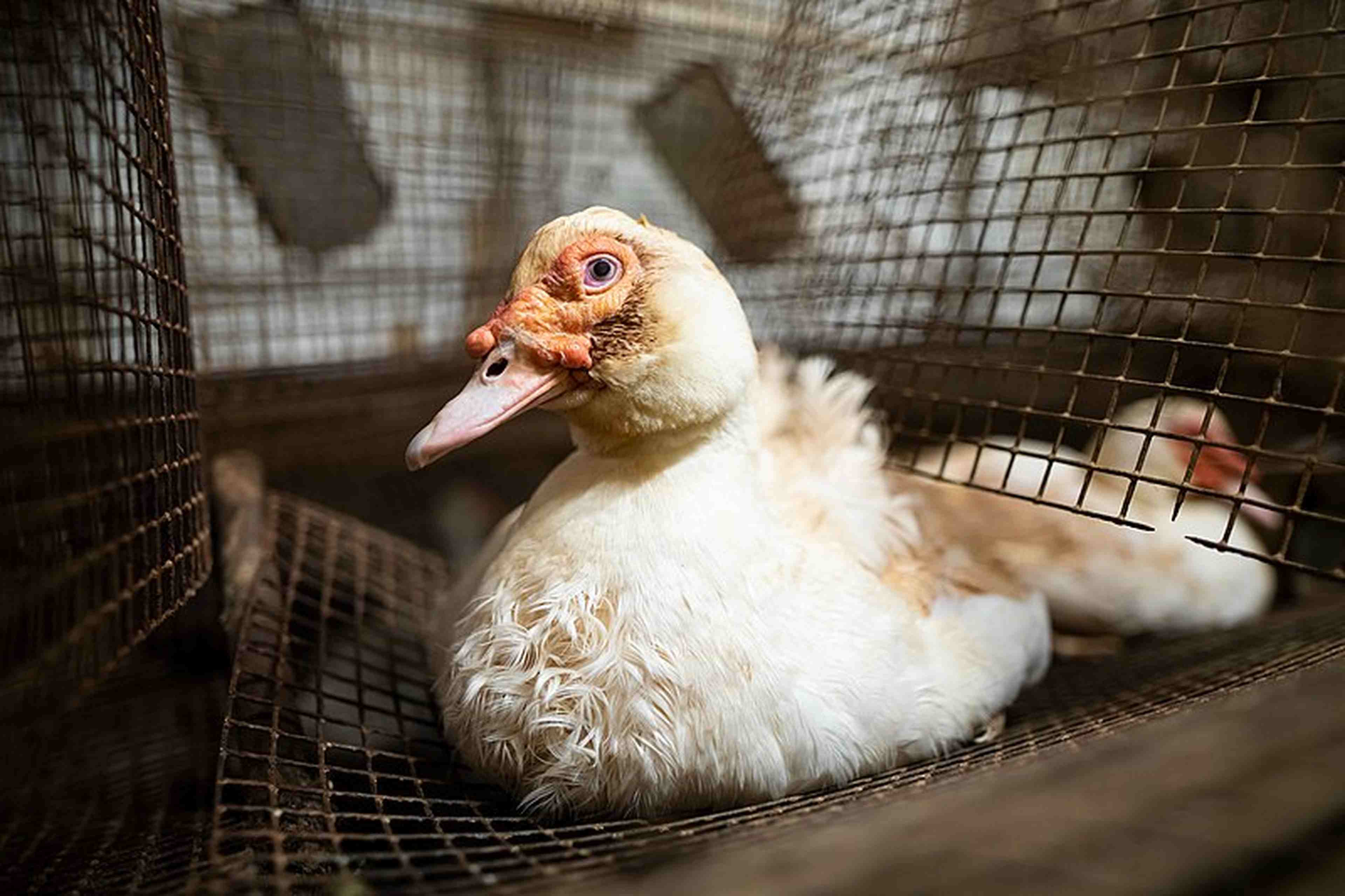 /2021/01/grippe aviaire Canard vaccins