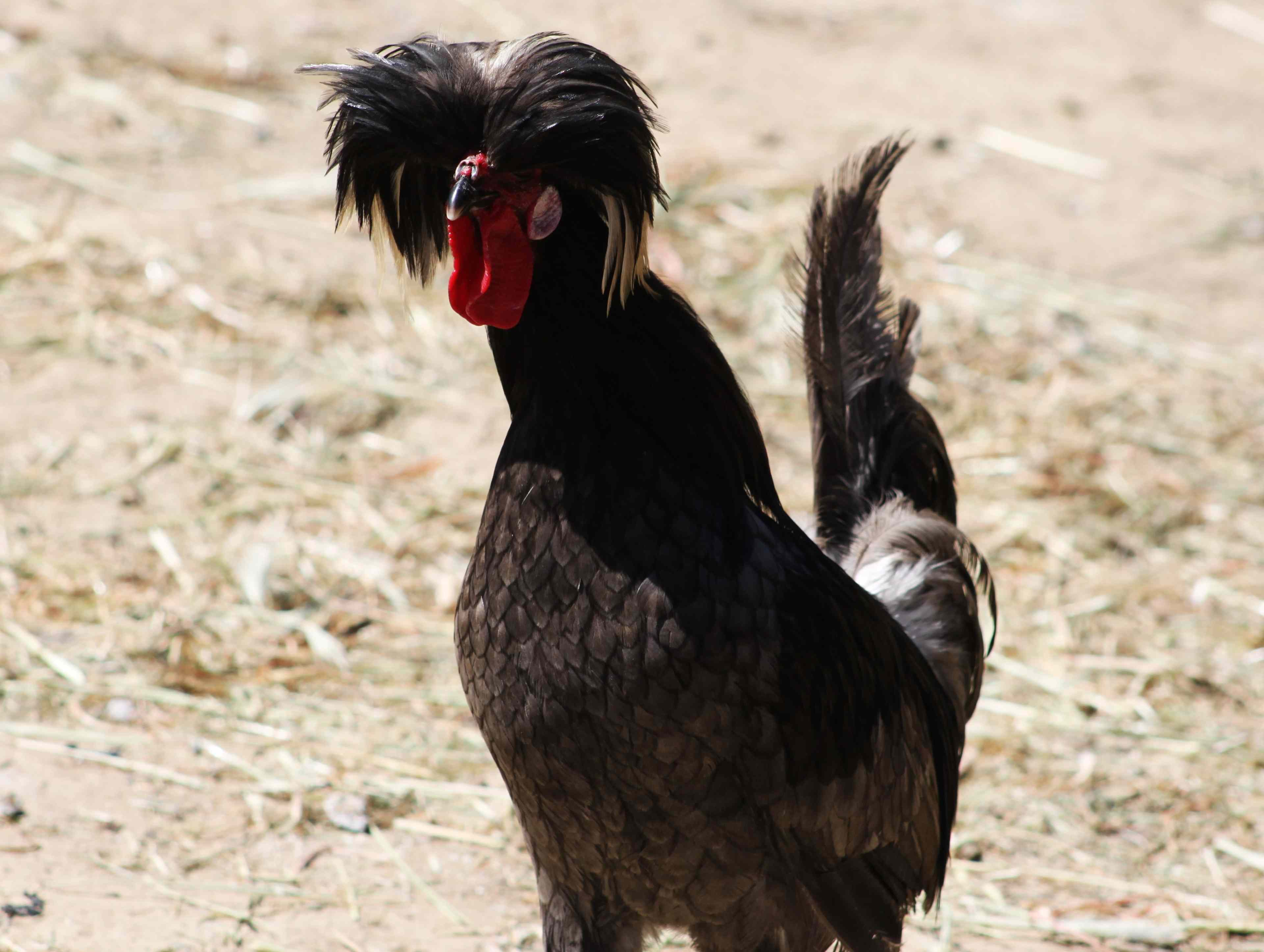 /2021/07/Photo Quelques poules