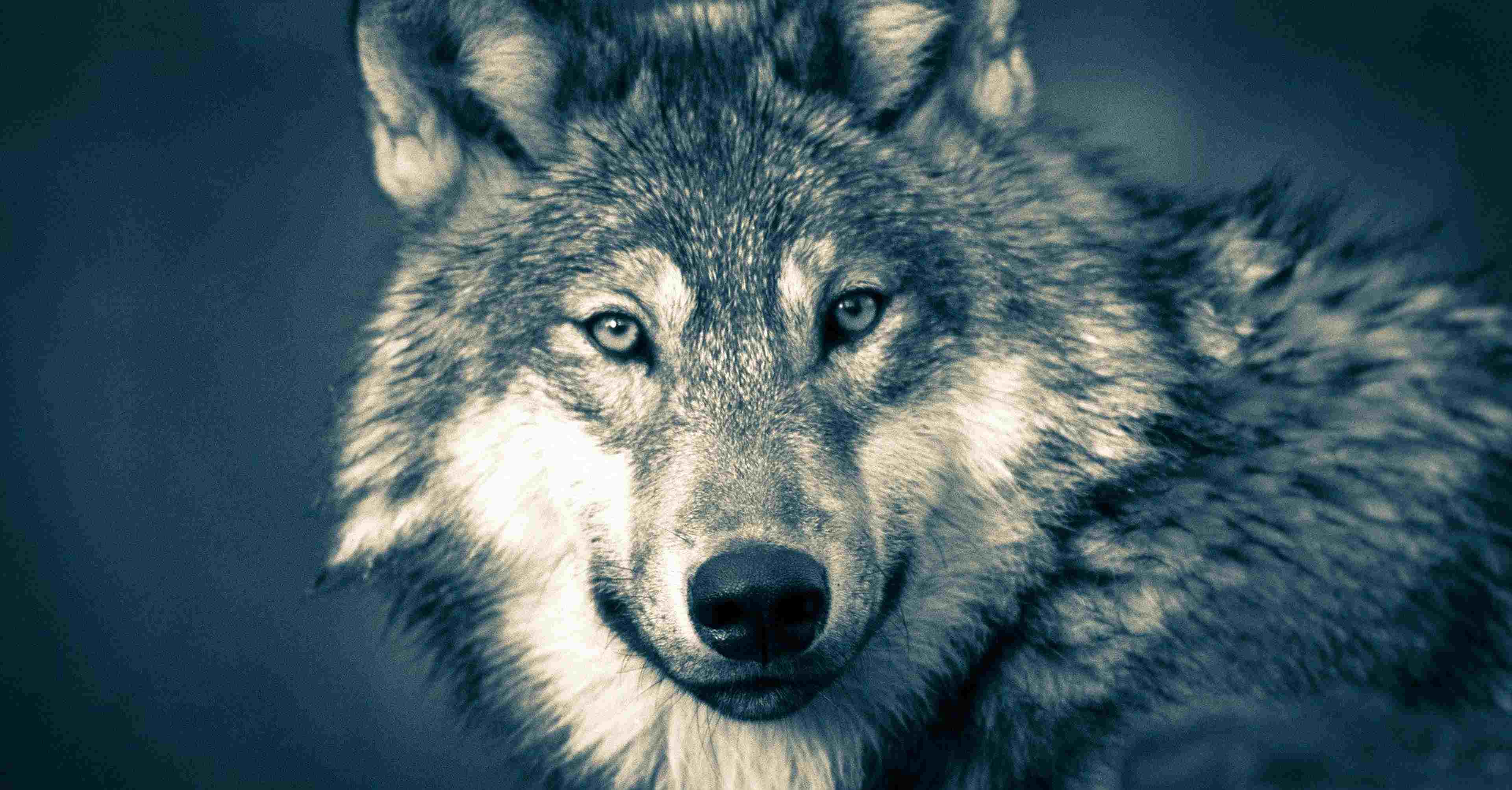 /2020/07/wolf-3577956_1920