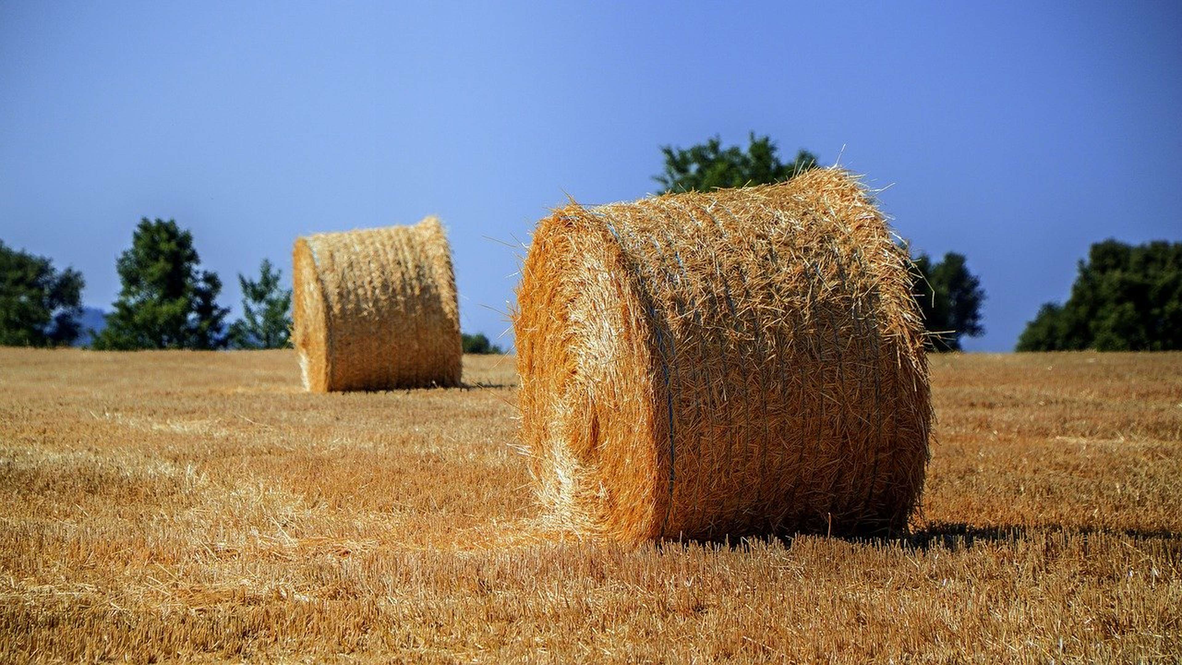 /2020/11/agriculture-4375176_1280