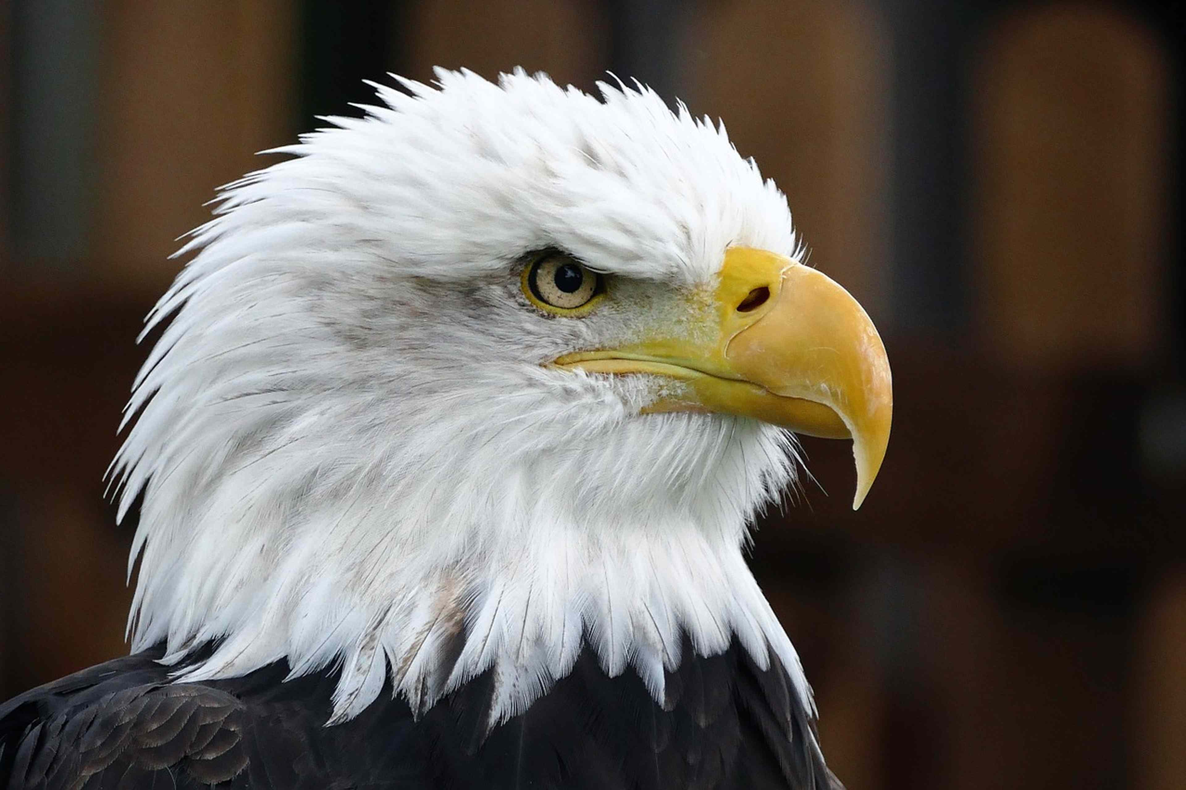 /2021/05/eagle-887788_1280