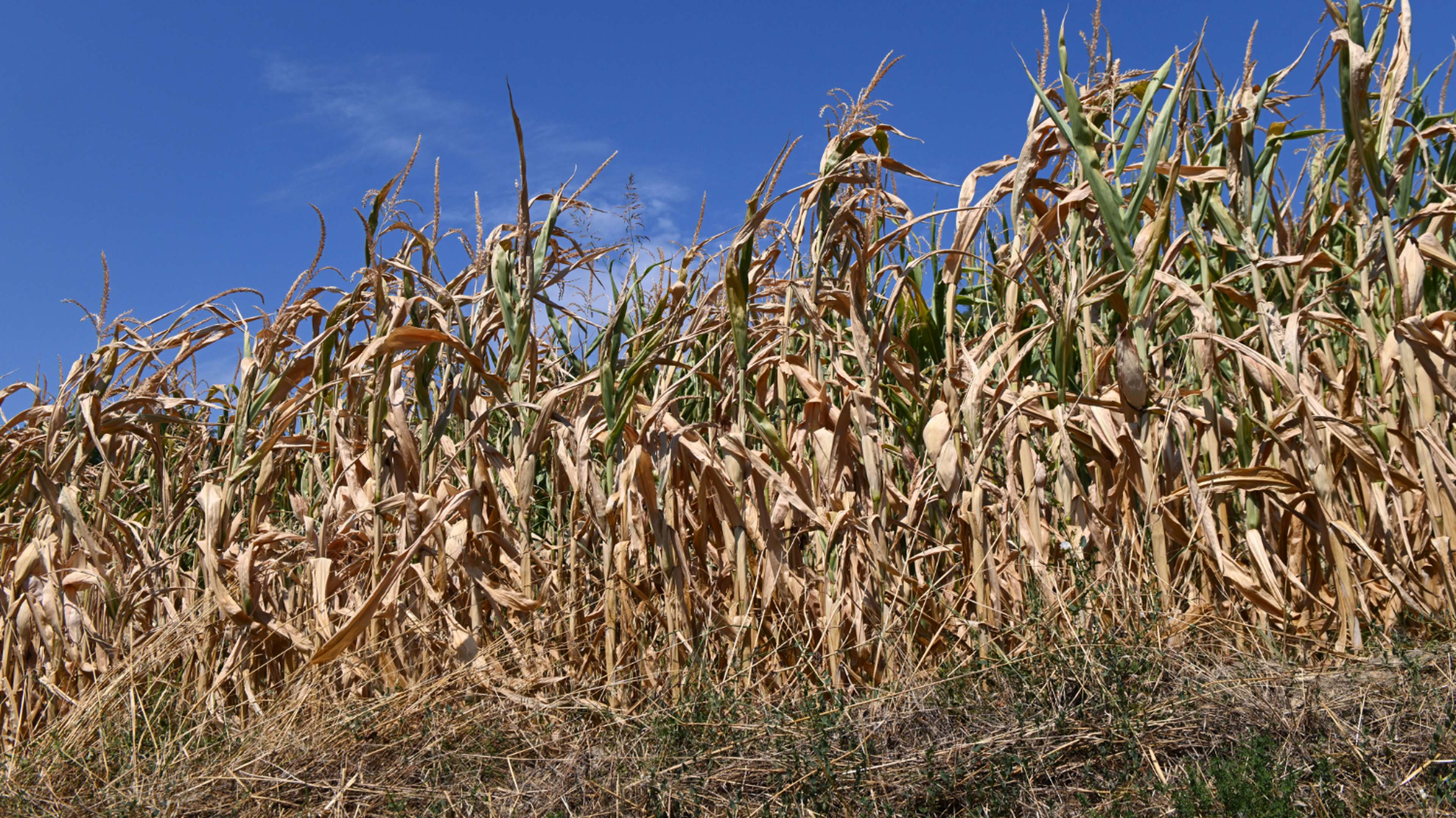 secheresse-baisse-des-recoltes-inflation-agriculture