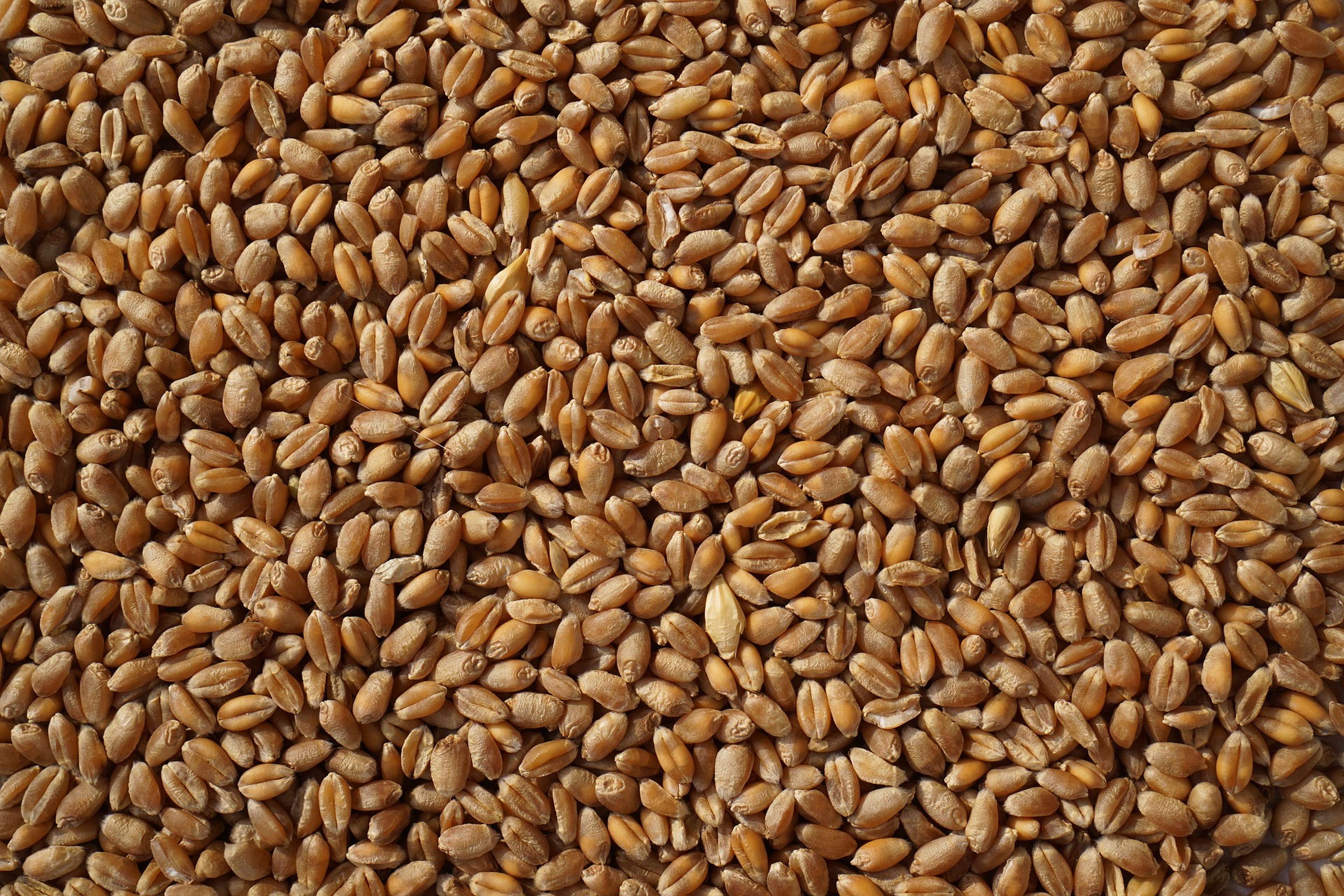 /2022/03/wheat-2205569_1920