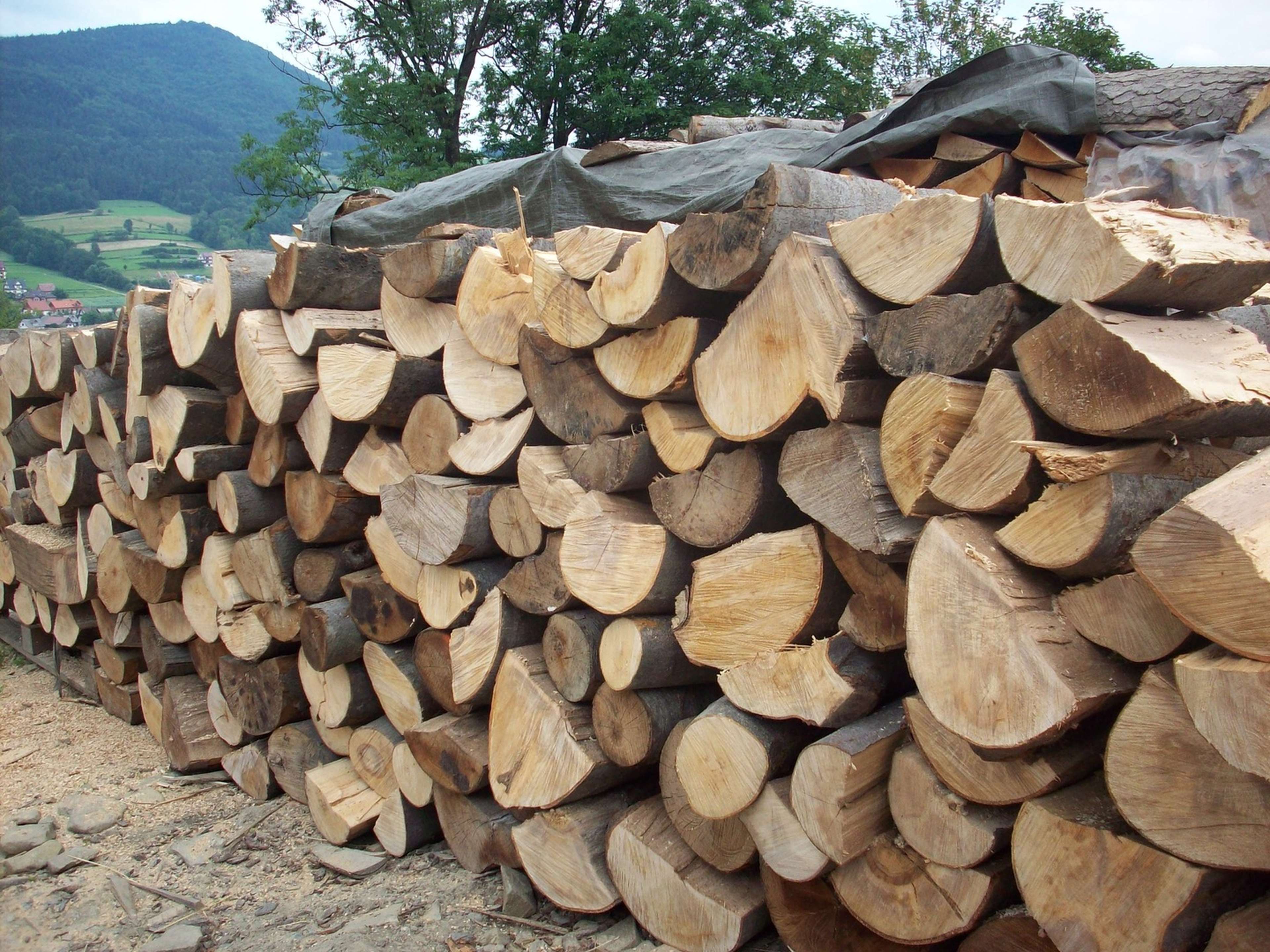 /2021/12/tree-wood-trunk-soil-stone-wall-lumber-568422-pxhere.com (1)