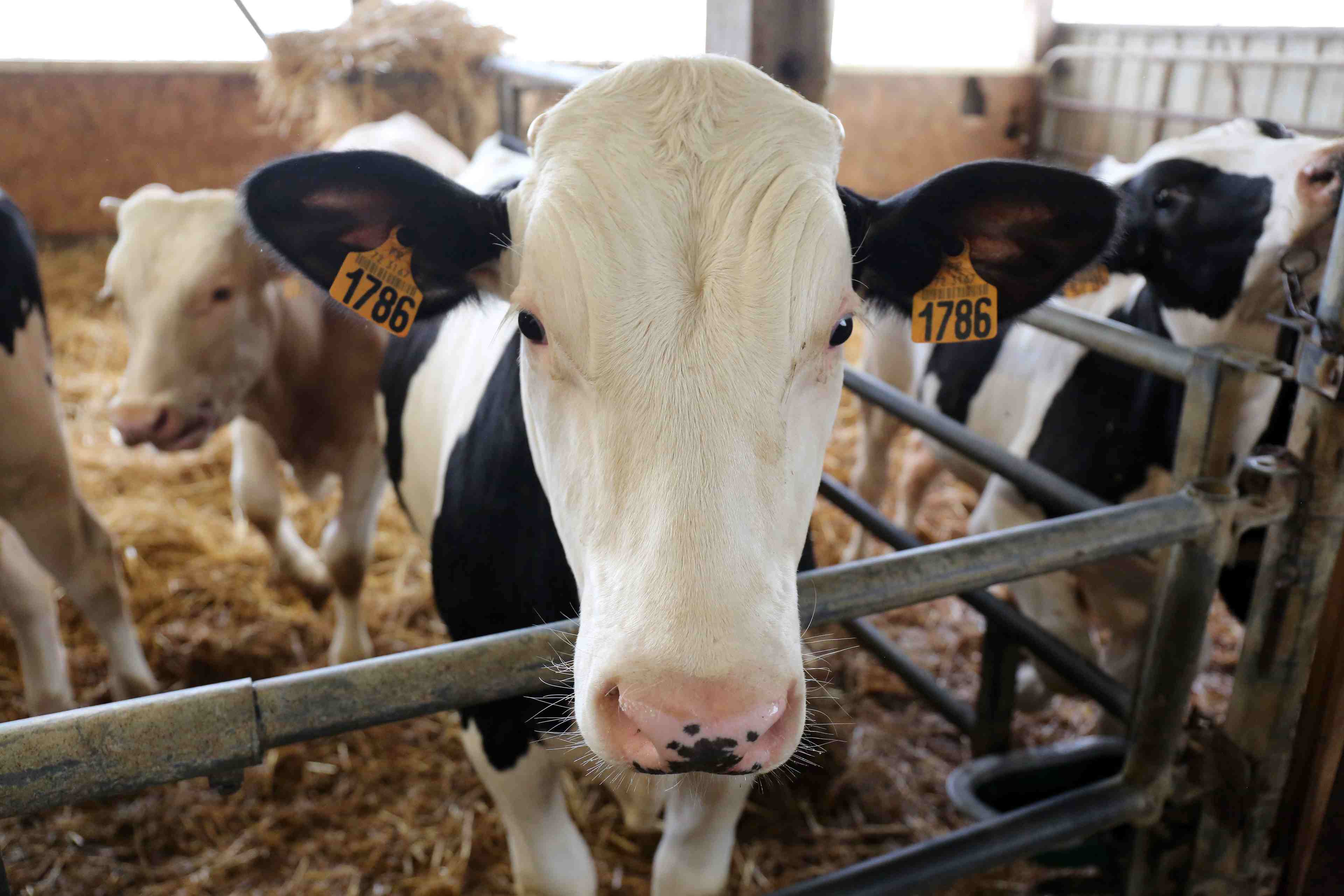 vaches-cheptel-union-europeenne-methane-rechauffement-climatique