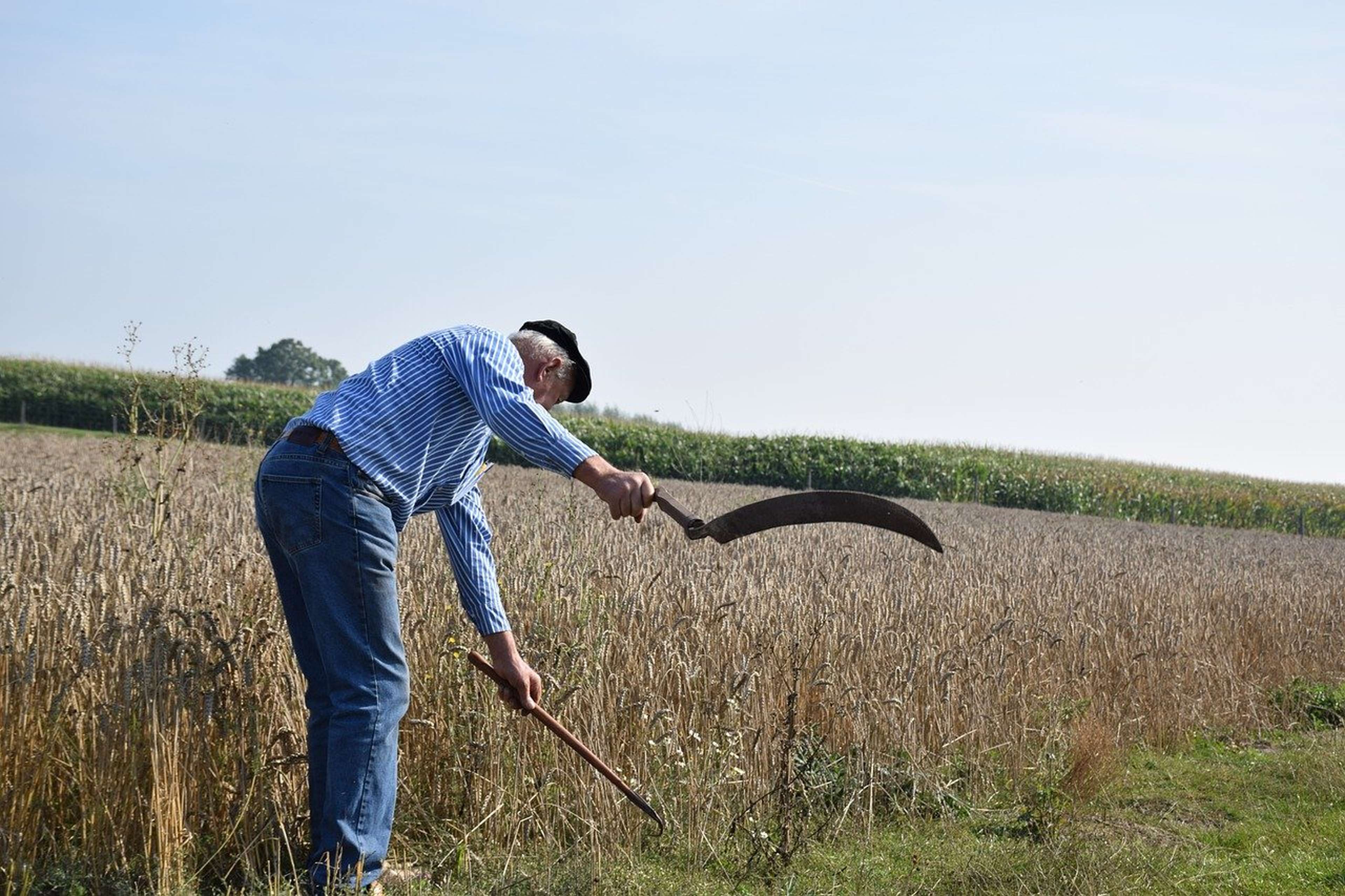/2020/11/agriculture-4443450_1280