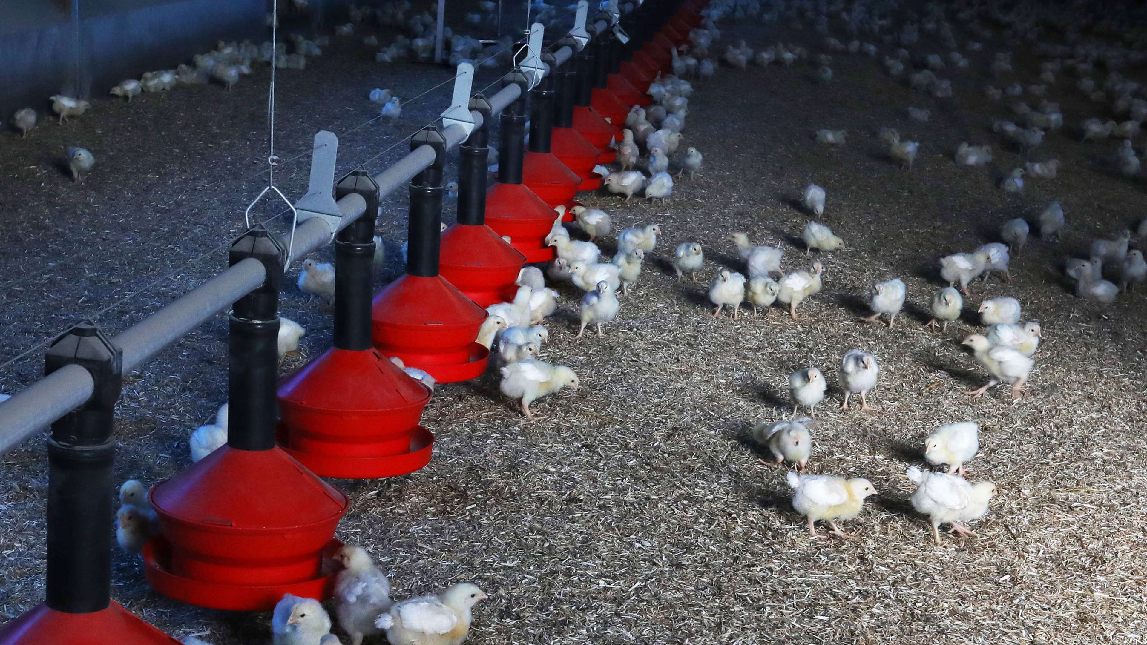 volaille-cours-des-comptes-un-poulet-sur-deux-est-importe