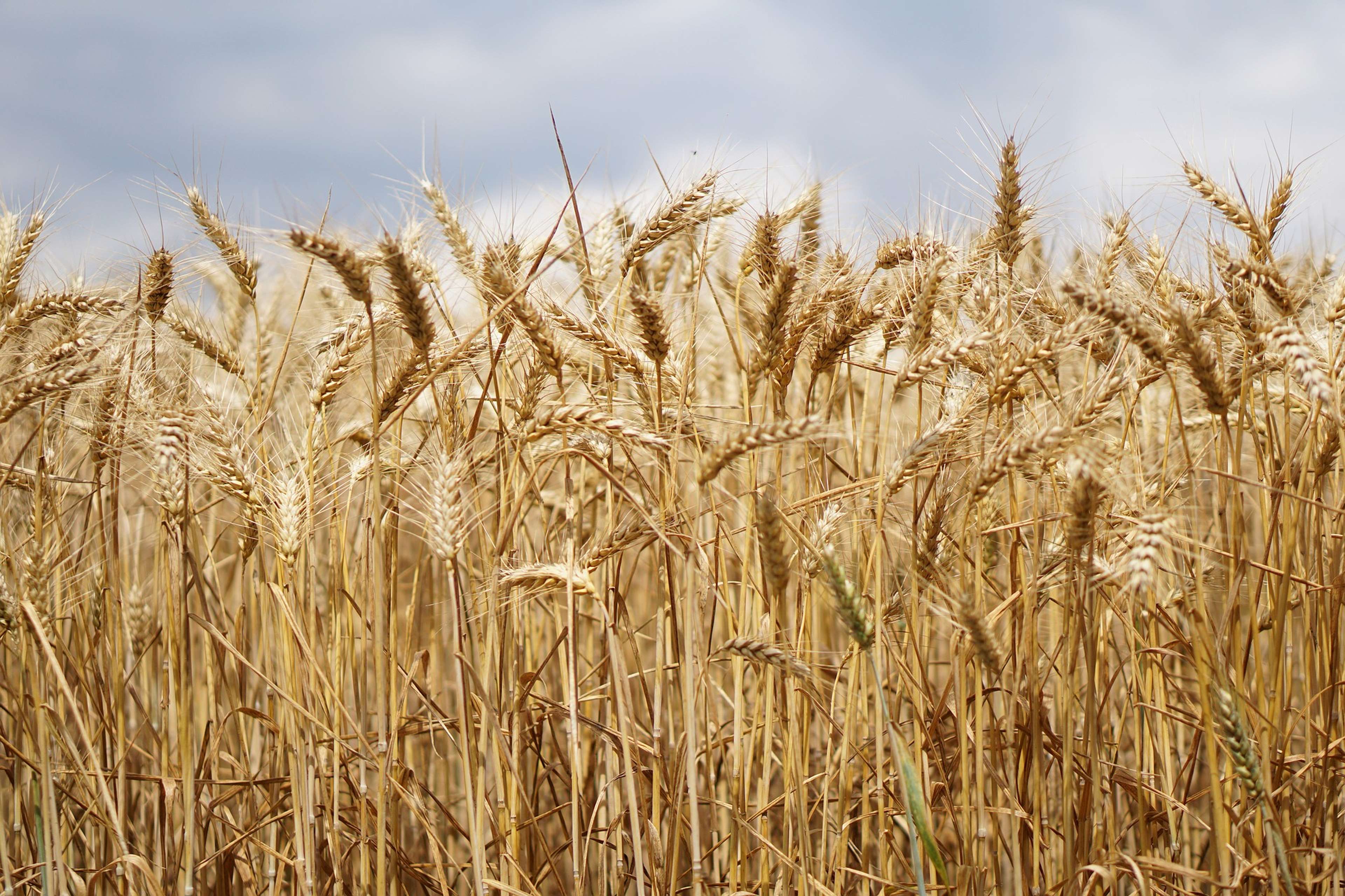 /2021/05/wheat-field-2526669_1920
